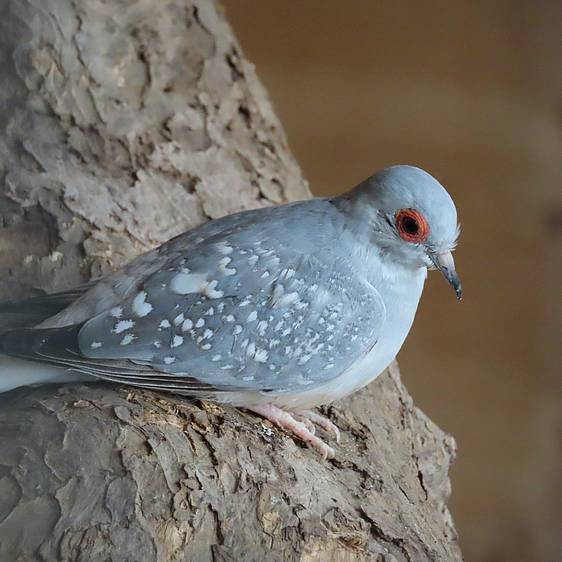 Diamanttäubchen in der Tierwelt Herberstein