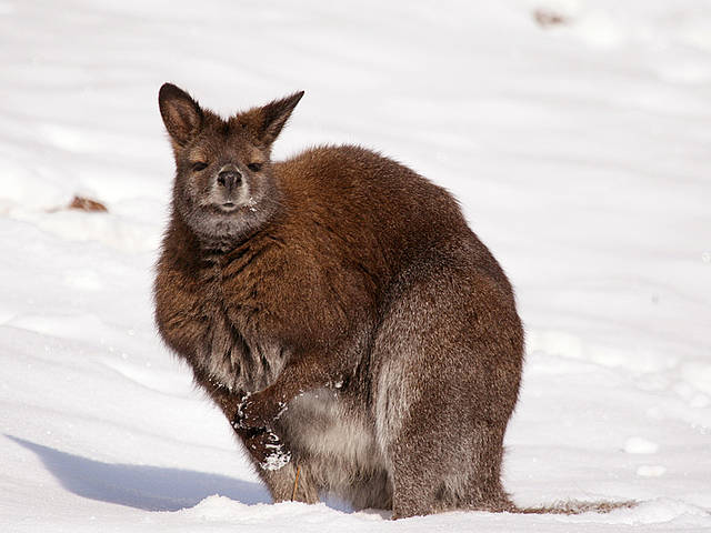 Känguru