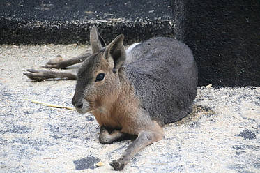 Mara liegt in der Tierwelt Herberstein