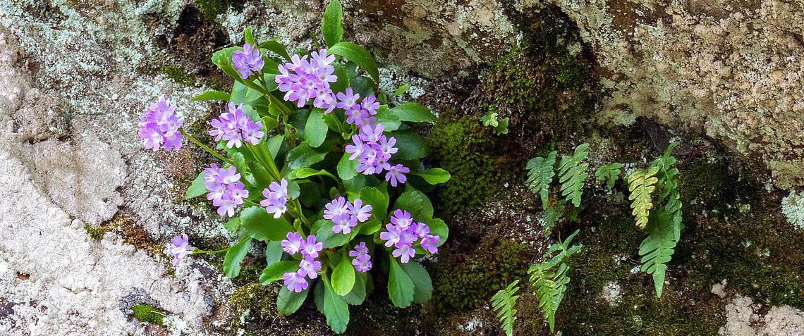 Primula villosa im Gartenschloss Herberstein