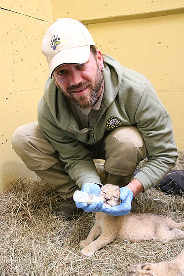 Tierpfleger fütter den neugeborenen Löwen
