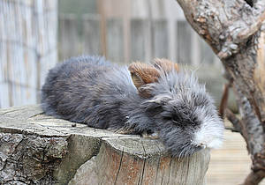 Hauskaninchen im Streichelzoo