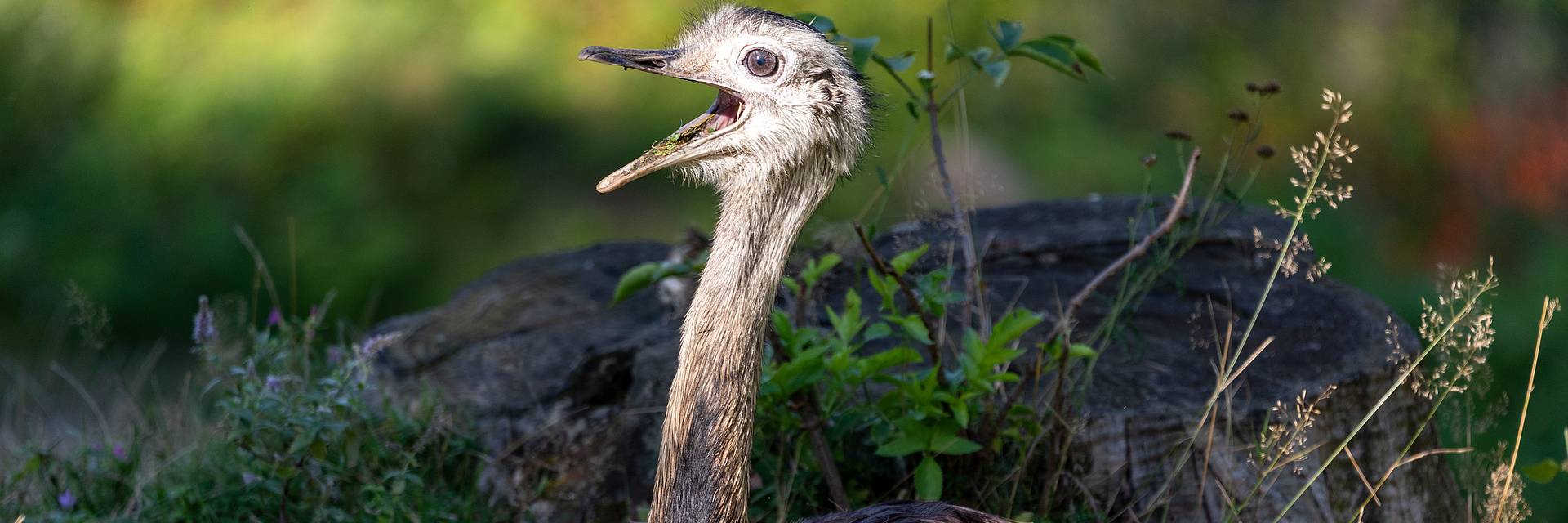 emu