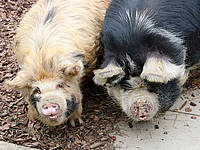 Kunekune "Wilma" und "Robbie"