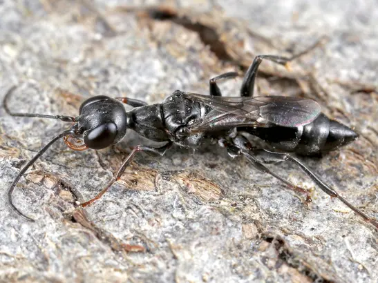 Langhals-Schabenjäger wiederentdeckt!
