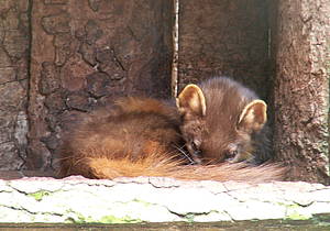 Baummarder