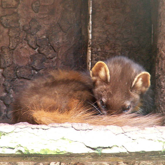 Baummarder in der Tierwelt Herberstein (c) Helmut J. Salzer | pixelio.de