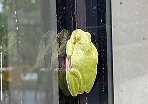 Europäischer Laubfrosch