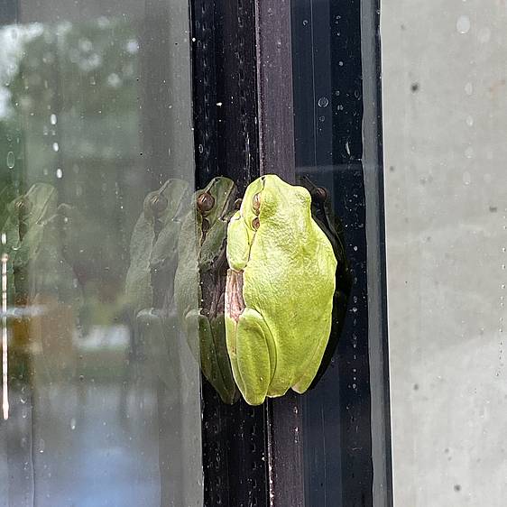 Laubfrosch in der Tierwelt Herberstein