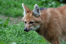 Mähnenwolf in der Tierwelt Herberstein