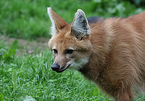 Mähnenwolf in der Steiermark