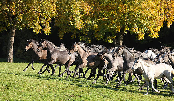 Lipizzaner galoppieren über die Wiese