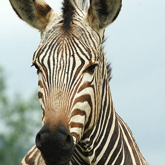 Hartmann Bergzebra