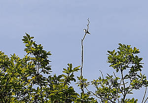 Halsbandschnäpper