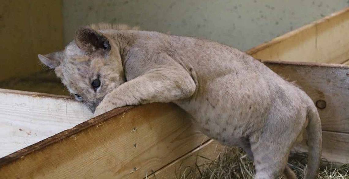 Löwenbaby auf Entdeckungsreise in der Tierwelt Herberstein