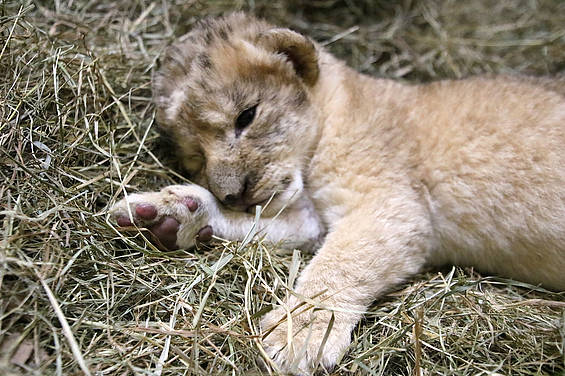 9 Tage alter Löwe in der Tierwelt Herberstein
