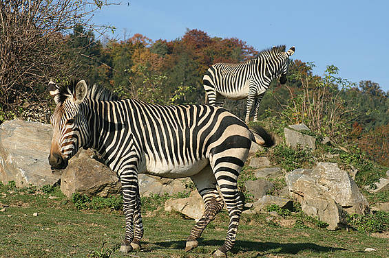 Zebras in der Tierwelt Herberstein