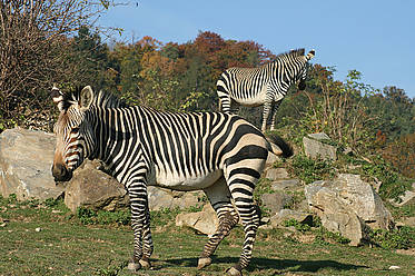 Bergzebra der Tierwelt Herberstein