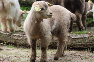 Tierbabys in der Steiermark
