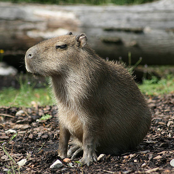 Capybara