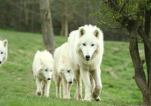 Polarwolf in der Steiermark