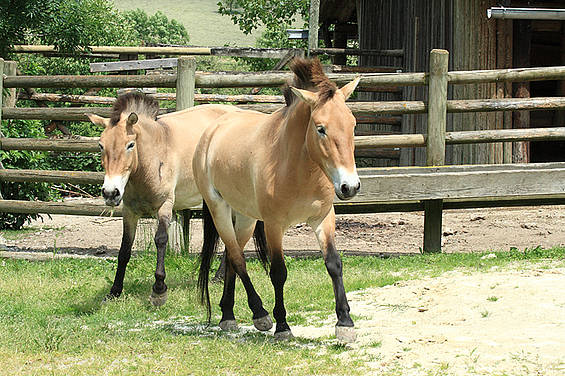 Przewalski Pferd in der Tierwelt Herberstein