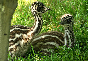 Emu Kontinent Australien