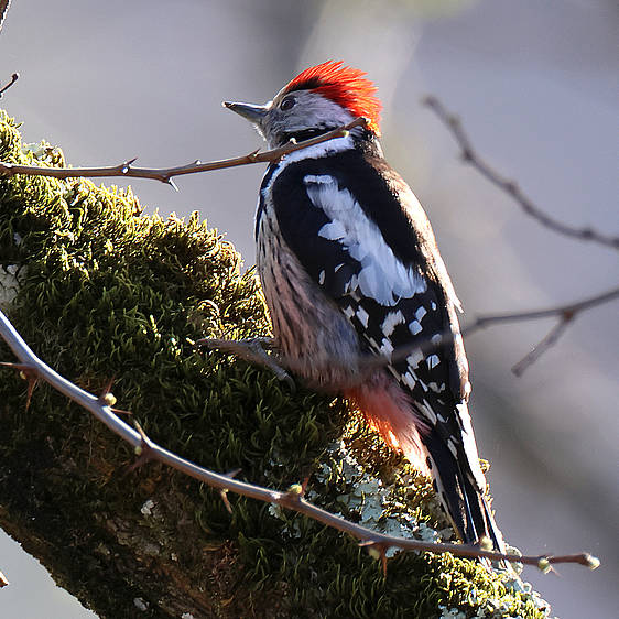 Mittelspecht in der Tierwelt Herberstein