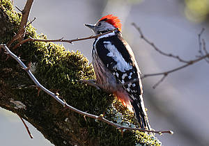 Mittelspecht