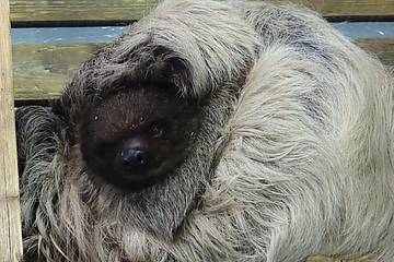 Faultier Baby in der Tierwelt Herberstein