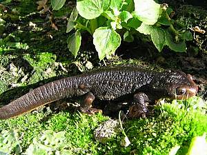 Kokodil in der Tierwelt Herberstein