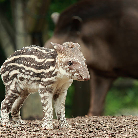 Flachland Tapir