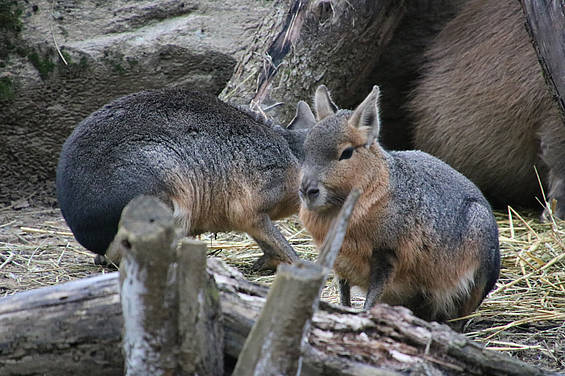 Maras der Tierwelt Herberstein