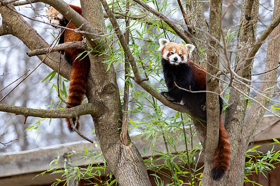 Roter Panda in der Tierwelt Herberstein (c) Harry Schiffer
