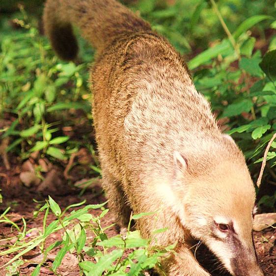 Südamerikanischer Nasenbär