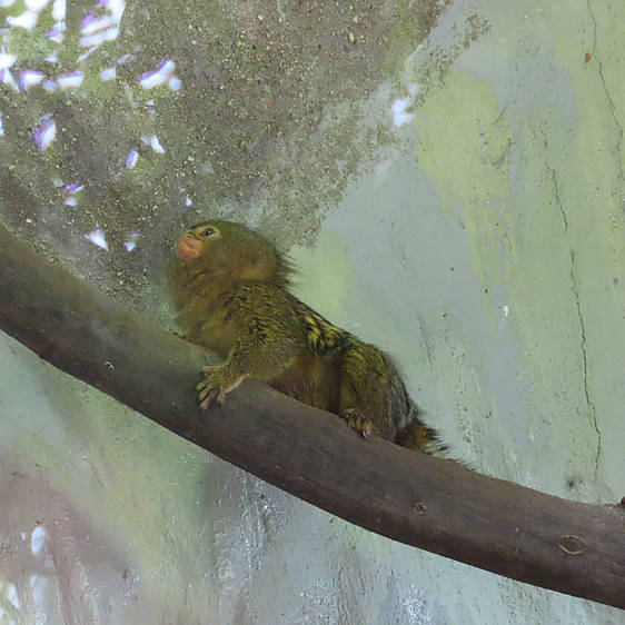 Zwergseidenäffchen in der Tierwelt Herberstein