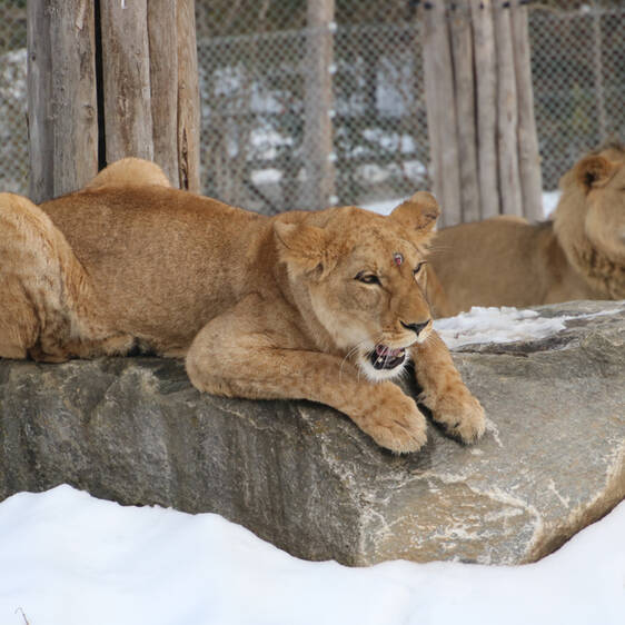 Afrikanischer Löwe in der Steiermark
