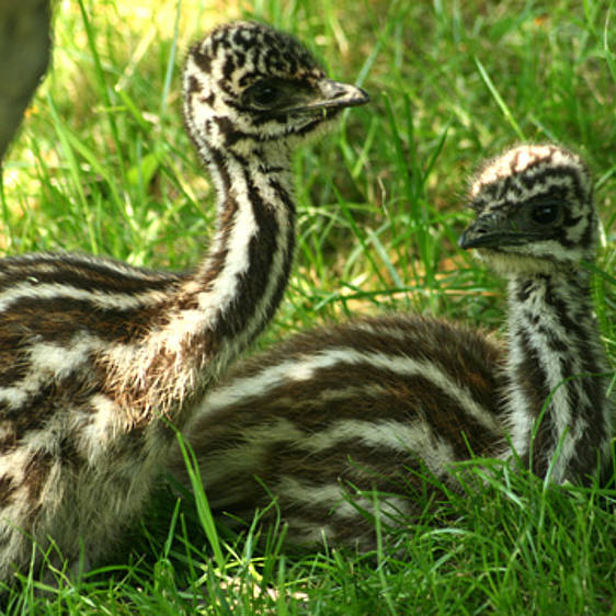 Emu