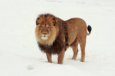 Löwe im Winter in der Tierwelt Herberstein