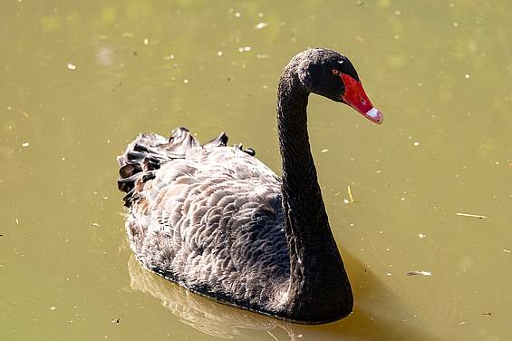 Schwan im Teich in der Tierwelt Herberstein
