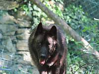 Wölfischer Zuwachs in der Tierwelt Herberstein