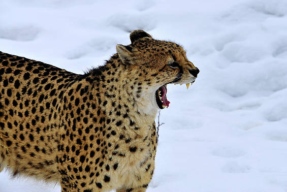 Gepard im Winter