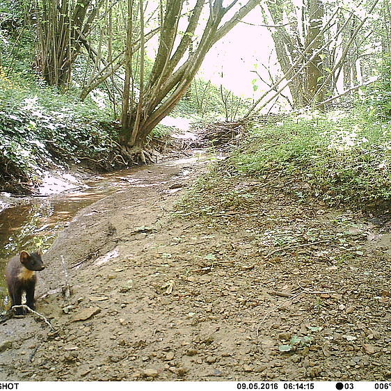 Baummarder in der Tierwelt Herberstein (c) Gernot Kunz