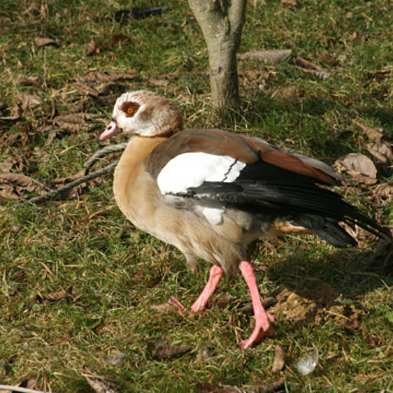 Nilgans