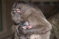 Dschelada Baby mit Mama in der Tierwelt Herberstein, Fotografin: Rebecca Stessl