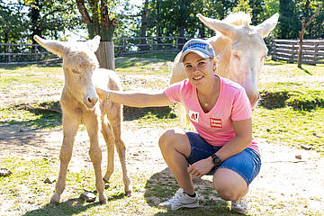 Weißen Barockesel streicheln in der Tierwelt Herberstein