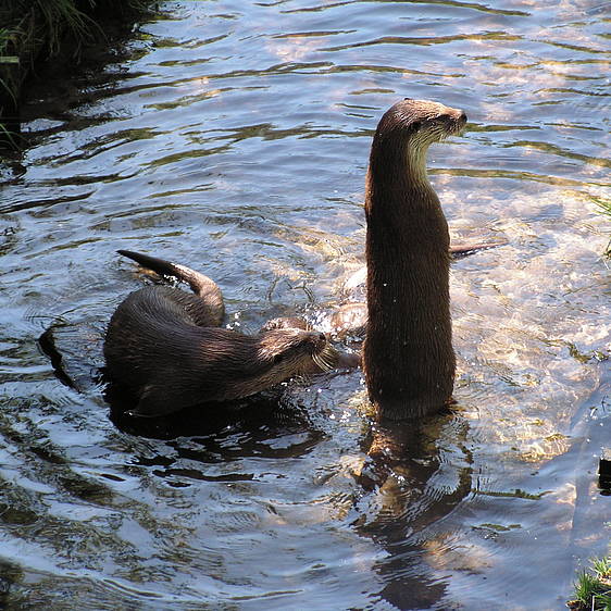 Fischotter in der Tierwelt Herberstein (c) Linda Dahrmann | pixalio.de
