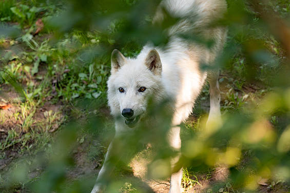Polarwolf in der Tierwelt Herberstein