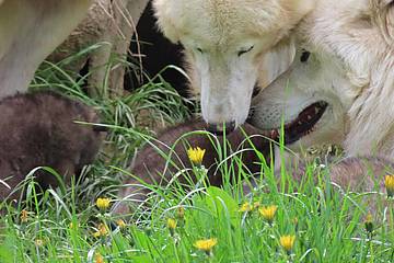 Wolfsbabies bei den Eltern in der Tierwelt Herberstein