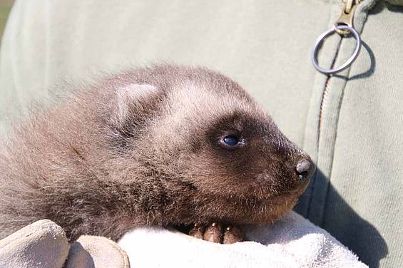 Odin das Vielfrassbaby in der Tierwelt Herberstein